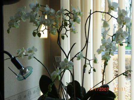 orchidee bloemen vallen af bloemen en knoppen vallen af bij mijn phalaenopsis orchidee bloemen vallen af bloemen en knoppen vallen af bij mijn phalaenopsis
