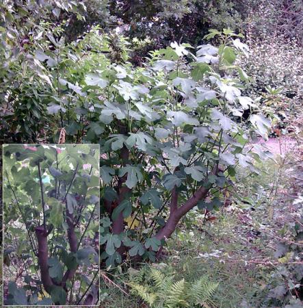 verplaatste vijgenboom snoeien | groeninfo tuinforum