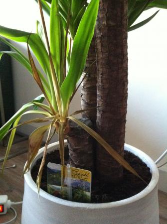 Een goede vriend Verschuiving Definitie Yucca geel blad | Groeninfo.com tuinforum