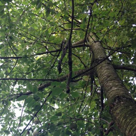 Van welke boom komt steigerhout