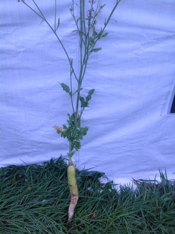 Wat voor plant is dit tuinforum Wat voor plant is dit tuinforum