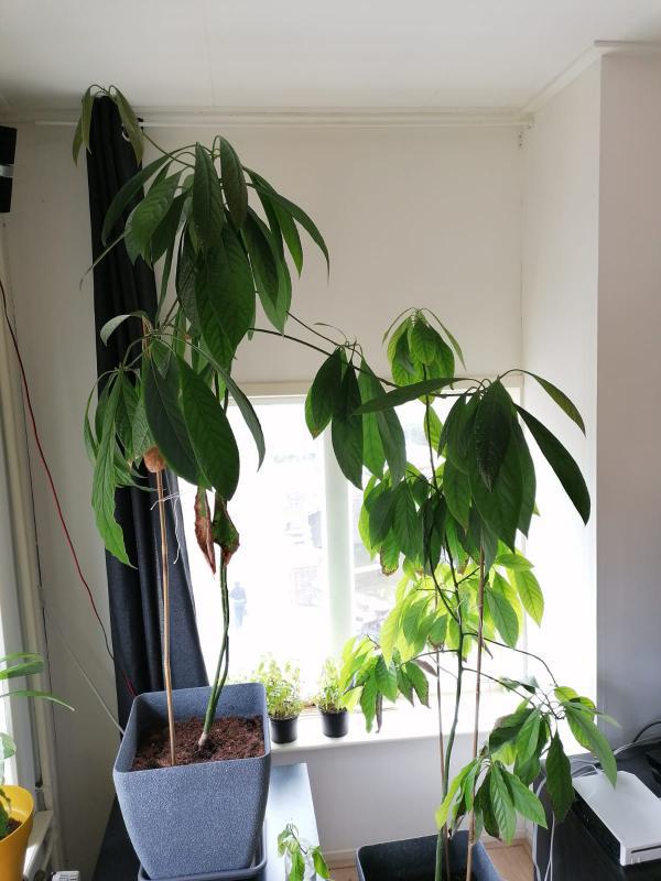 Avocado boom snoeien tuinforum