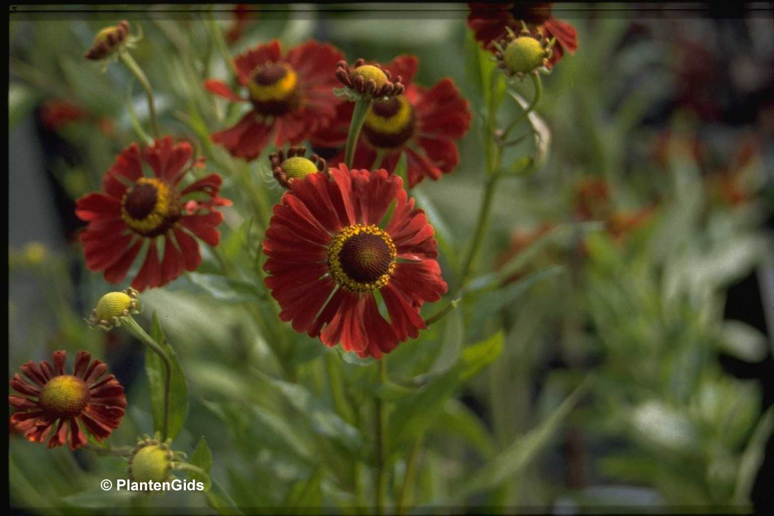 Helenium &amp;#39;Dunkle Pracht&amp;#39; | Groeninfo.com