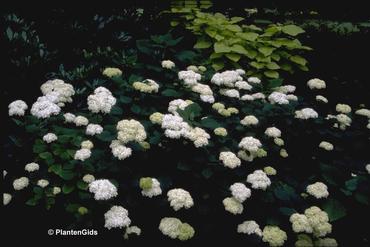 Hydrangea arborescens | Groeninfo.com