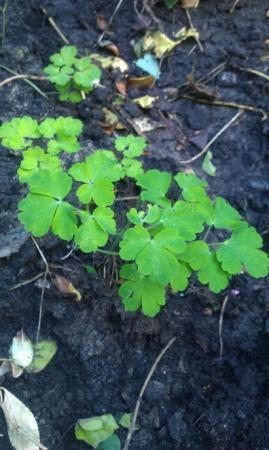 welke planten zijn dit?