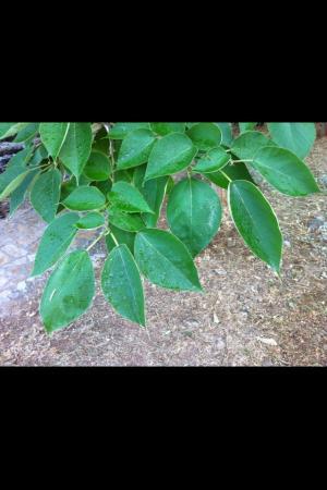 Identificatie struik en boom