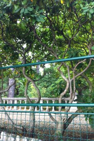 Identificatie struik en boom