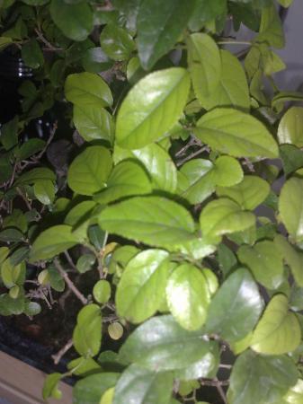 wat voor bonsai heb ik?