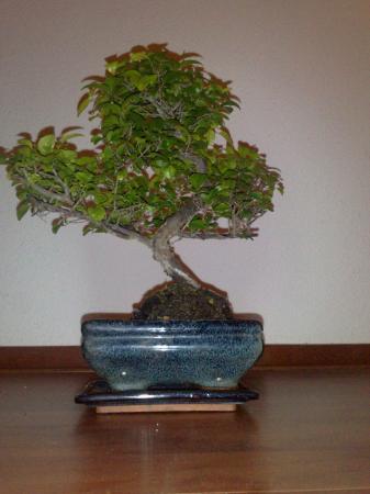 wat voor bonsai heb ik?