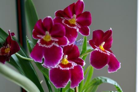 Is dit een Vanda en hoe te verzorgen?