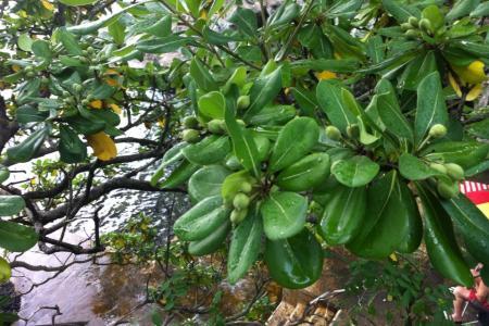 Identificatie struik en boom