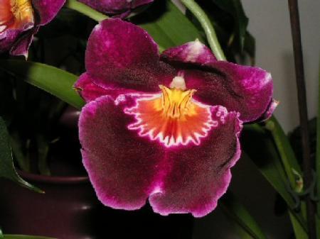 Is dit een Vanda en hoe te verzorgen?