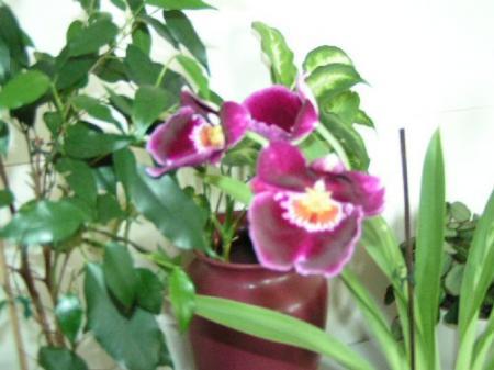 Is dit een Vanda en hoe te verzorgen?