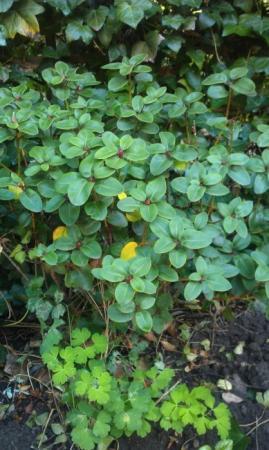 welke planten zijn dit?