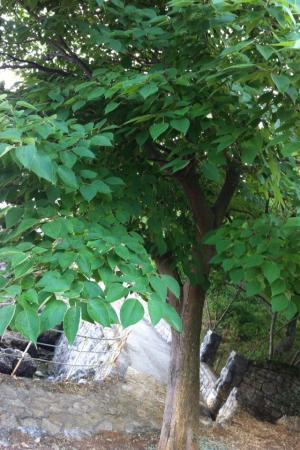 Identificatie struik en boom