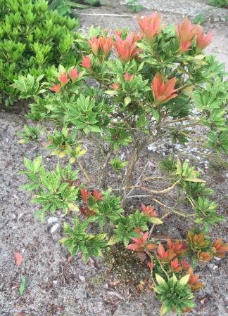 Welk soort boompje is dit?