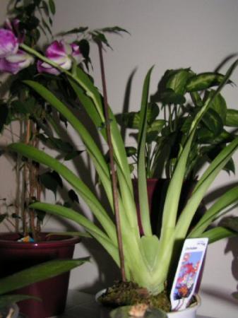 Is dit een Vanda en hoe te verzorgen?