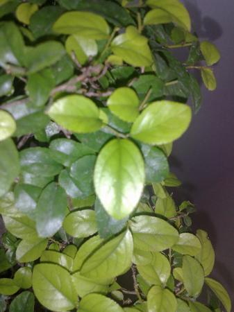 wat voor bonsai heb ik?