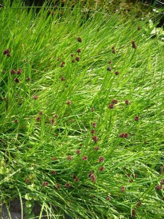 Nog een plant waarvan ik de naam niet weet