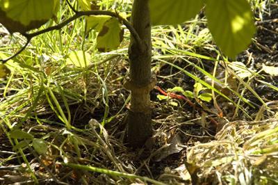 Beukenhaag aangevreten Beukenhaag aangevreten