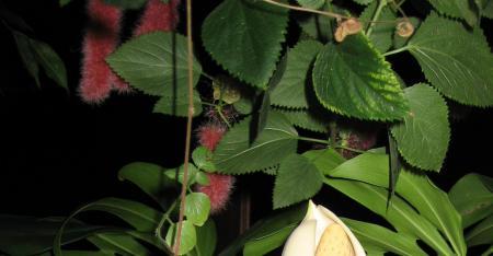 Naam van deze kamerplant,?