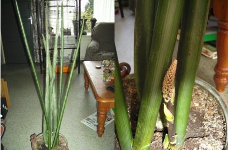 sansevieria_cylindrica