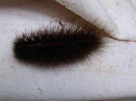 Van welke vlinder is deze rups?