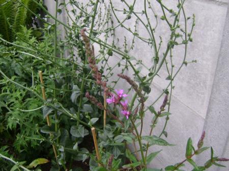 Weer een onbekende plant...gote kattenstaart