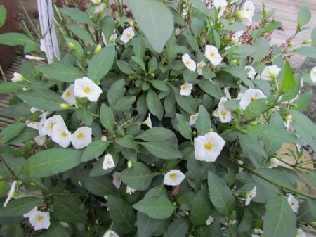 welk plantje is dit?