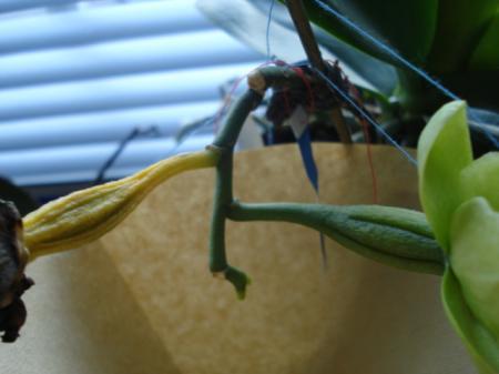 Ene zaaddoos verkleurt, ander niet (phalaenopsis)