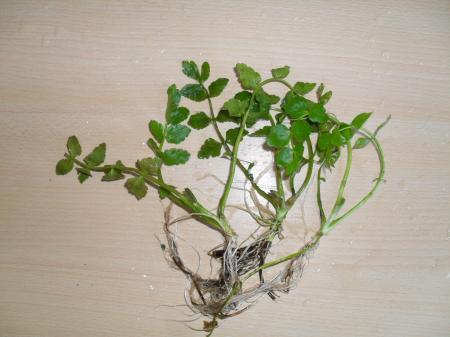 is dit witte waterkers?