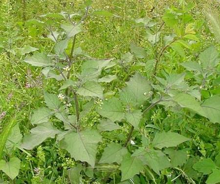 Plantje in het wild.