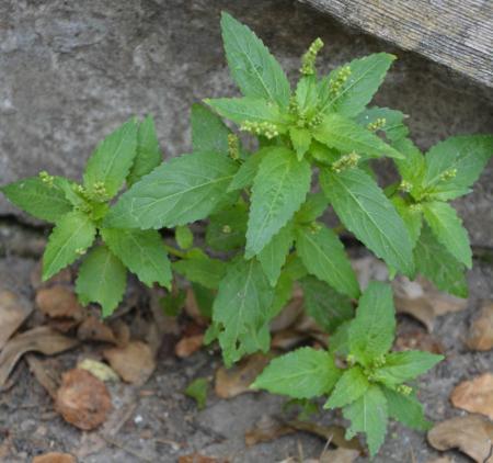 wat is dit voor onkruid