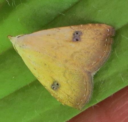 Wat voor microvlinder is dit ?