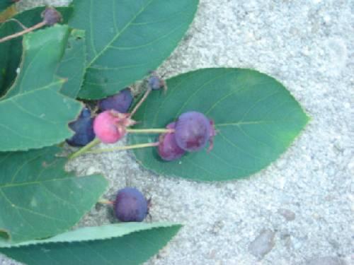 Kan je deze besjes eten ?